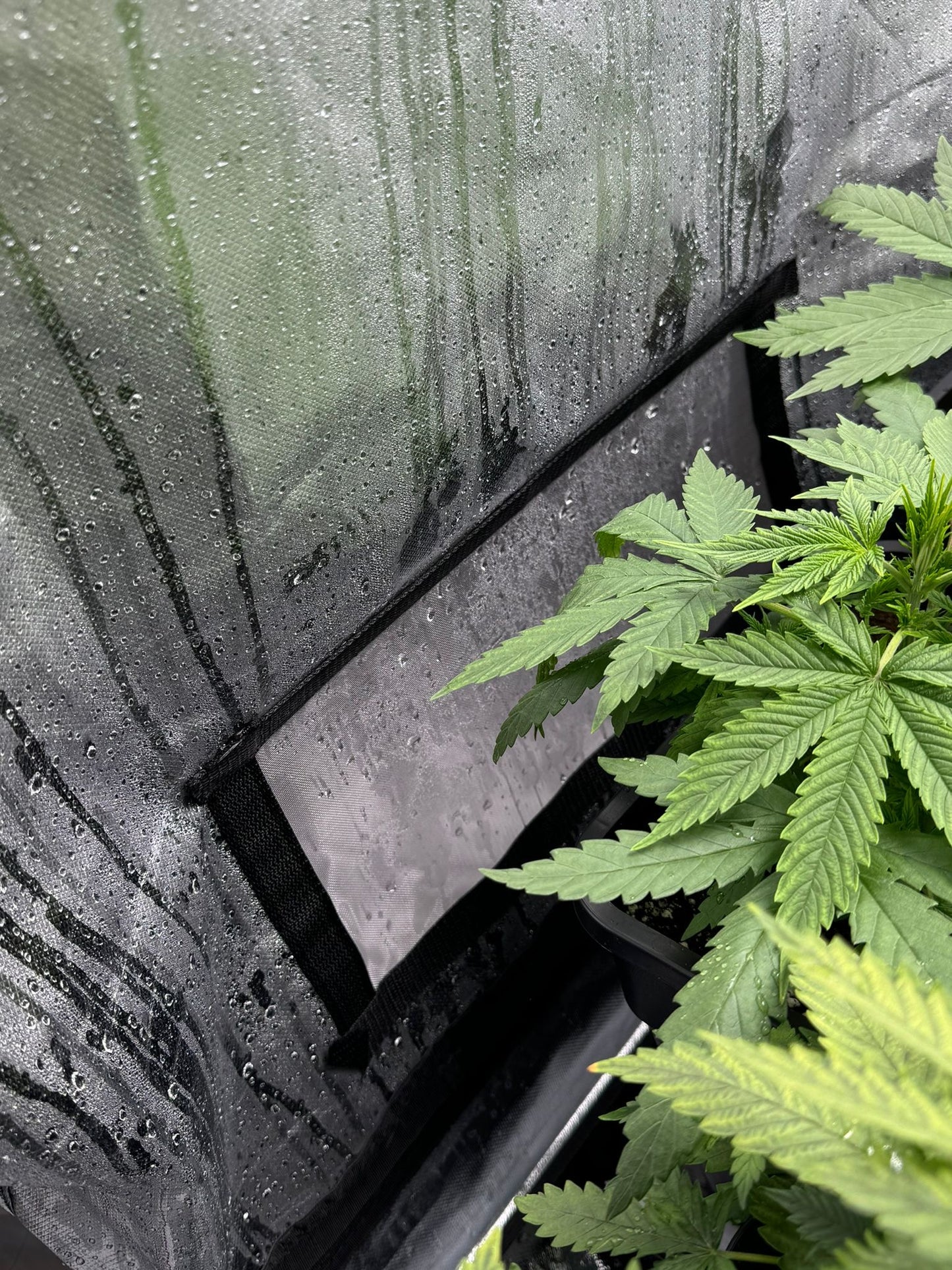 Growkit S